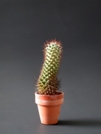 Aries Sign: Cactus