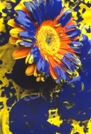 Virgo sign: blue and yellow flowers
