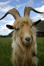 Capricorn sign: goat