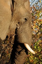 Sagittarius sign: elephant