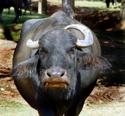 Taurus sign: bull