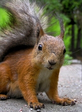 Virgo sign: squirrel