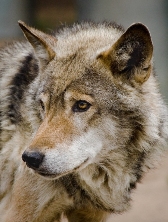 Aries sign: wolf