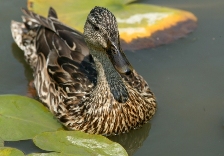 Cancer sign: duck