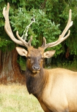 Leo sign: elk