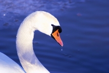 Libra sign: swan