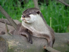 Pisces sign: otter