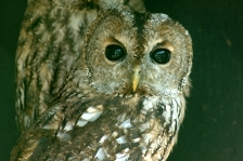 Scorpio sign: owl