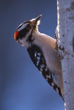 Taurus sign: woodpecker