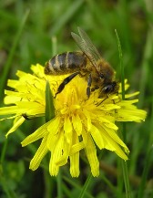 Virgo sign: bee