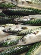 Pisces sign: fishes