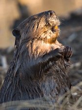 Capricorn sign: beaver